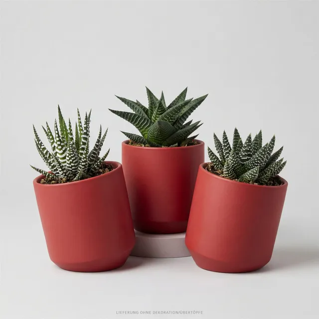 pasiora-haworthia-3er-sukkulenten-mix image 1
