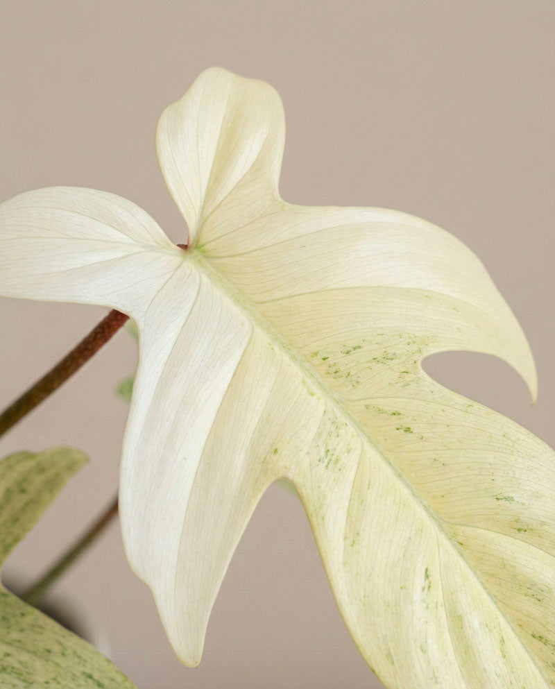 feey-philodendron-florida-ghost-zimmerpflanze-rarit-t image 8