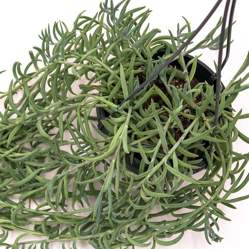 pasiora-senecio-radicans-string-of-bananas-ampel-im-14cm-topf-50-60cm image 2