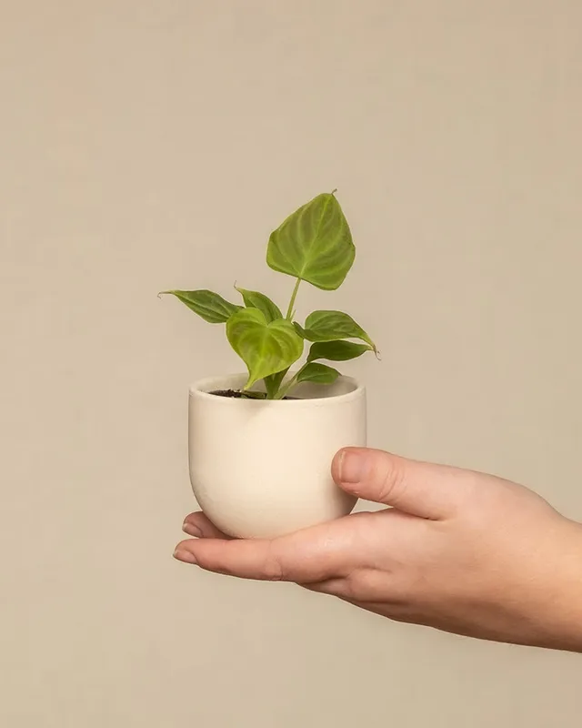 feey-philodendron-verrucosum-incensi-babypflanze-im-6-cm-topf image 1