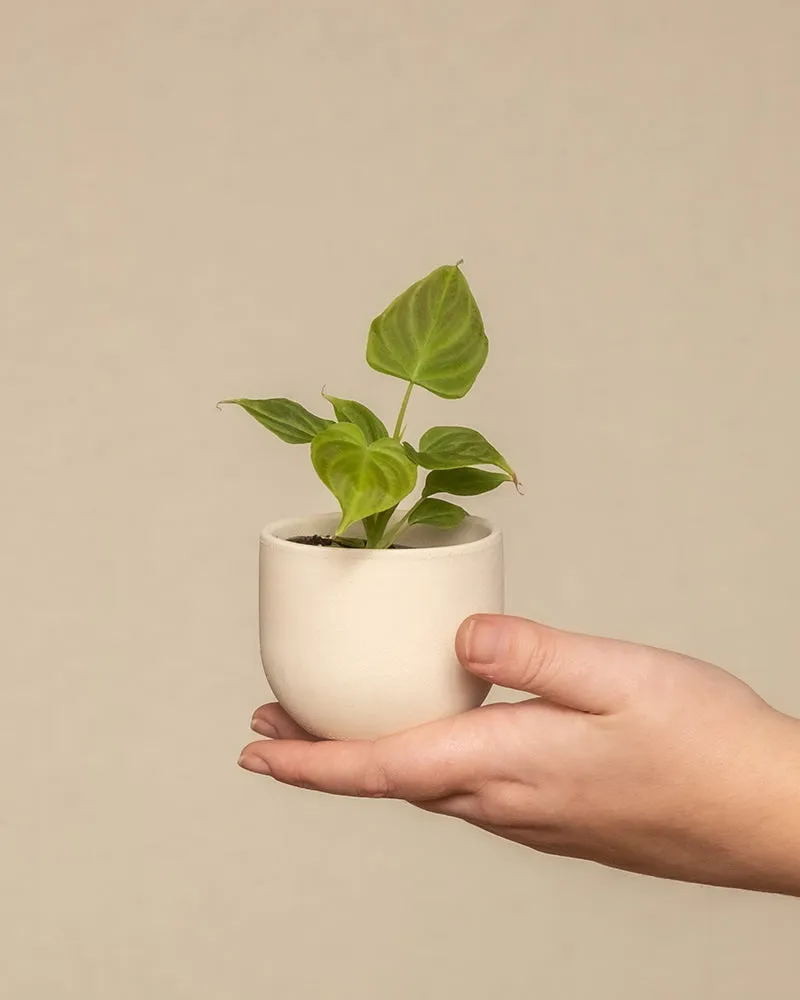 feey-philodendron-verrucosum-incensi-babypflanze-im-6-cm-topf image 1