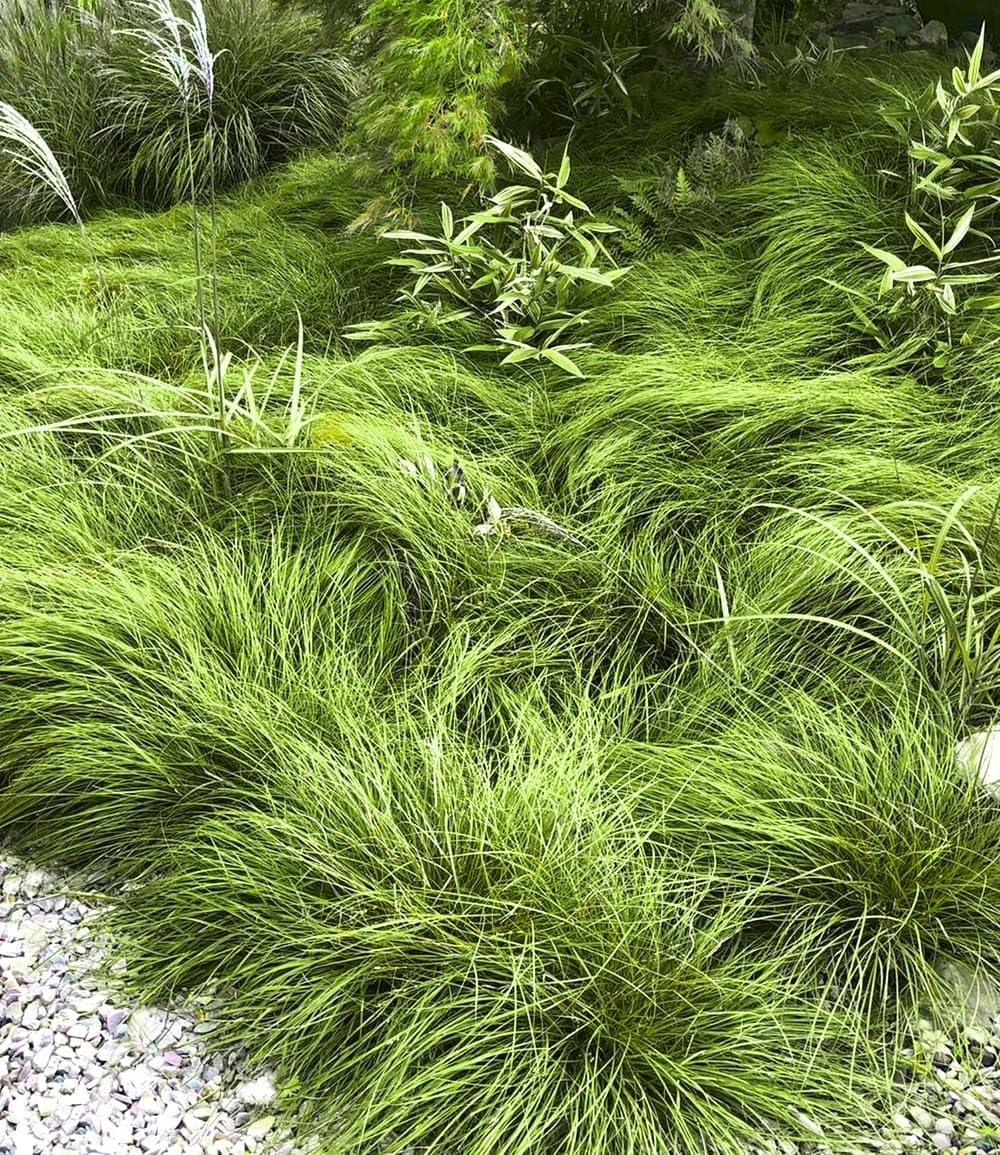 baldur-garten-gr-ser-teppich-carex-remota-15x-im-9x9-cm-topf image 2
