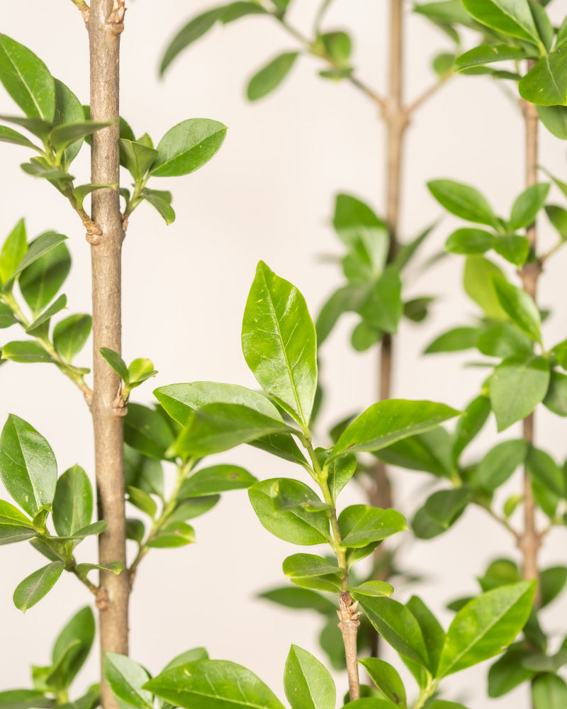 feey-liguster-ligustrum-vulgare-atrovirens-au-enpflanze image 2