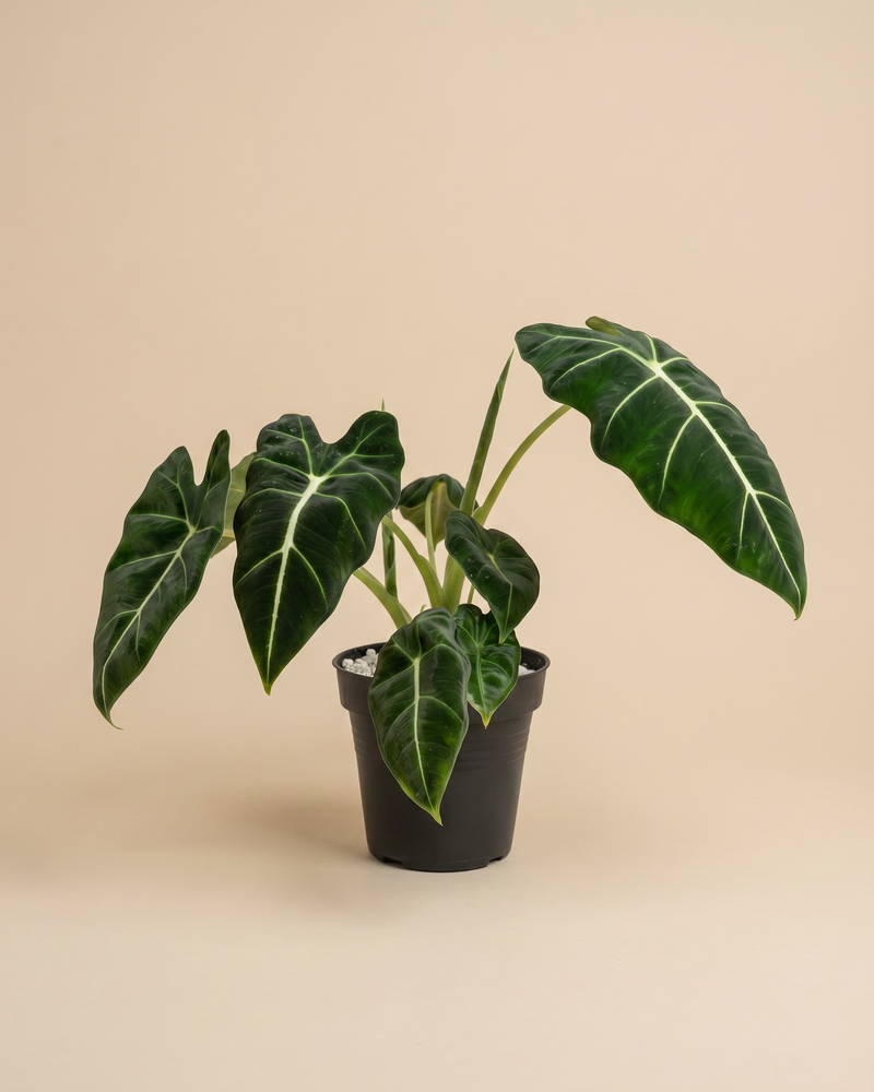 feey-alocasia-frydek-zimmerpflanze image 3