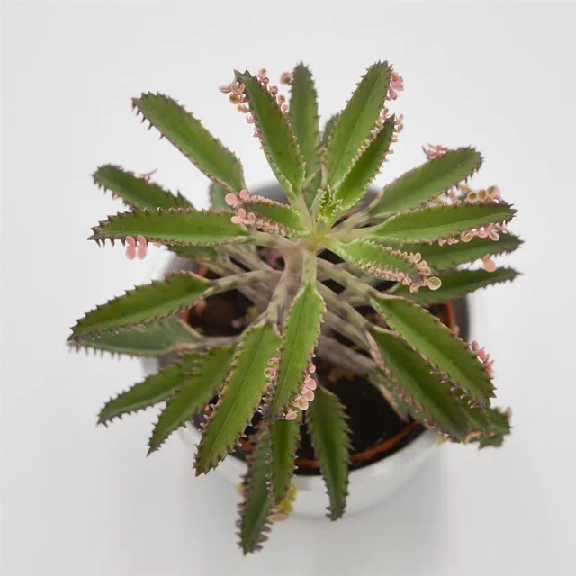 pasiora-kalanchoe-pink-butterfly-brutblatt-8-5-cm-topf image 1