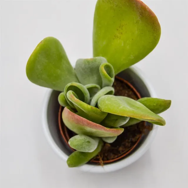 pasiora-kalanchoe-lady-finger-sukkulente-5-5cm-topf image 1