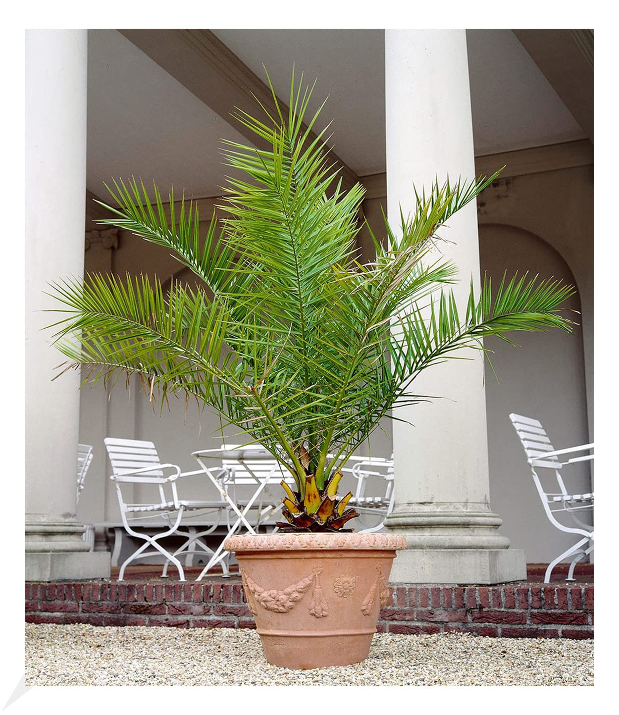 baldur-garten-kanarische-dattelpalme-phoenix-pflanze-im-15-cm-topf image 1
