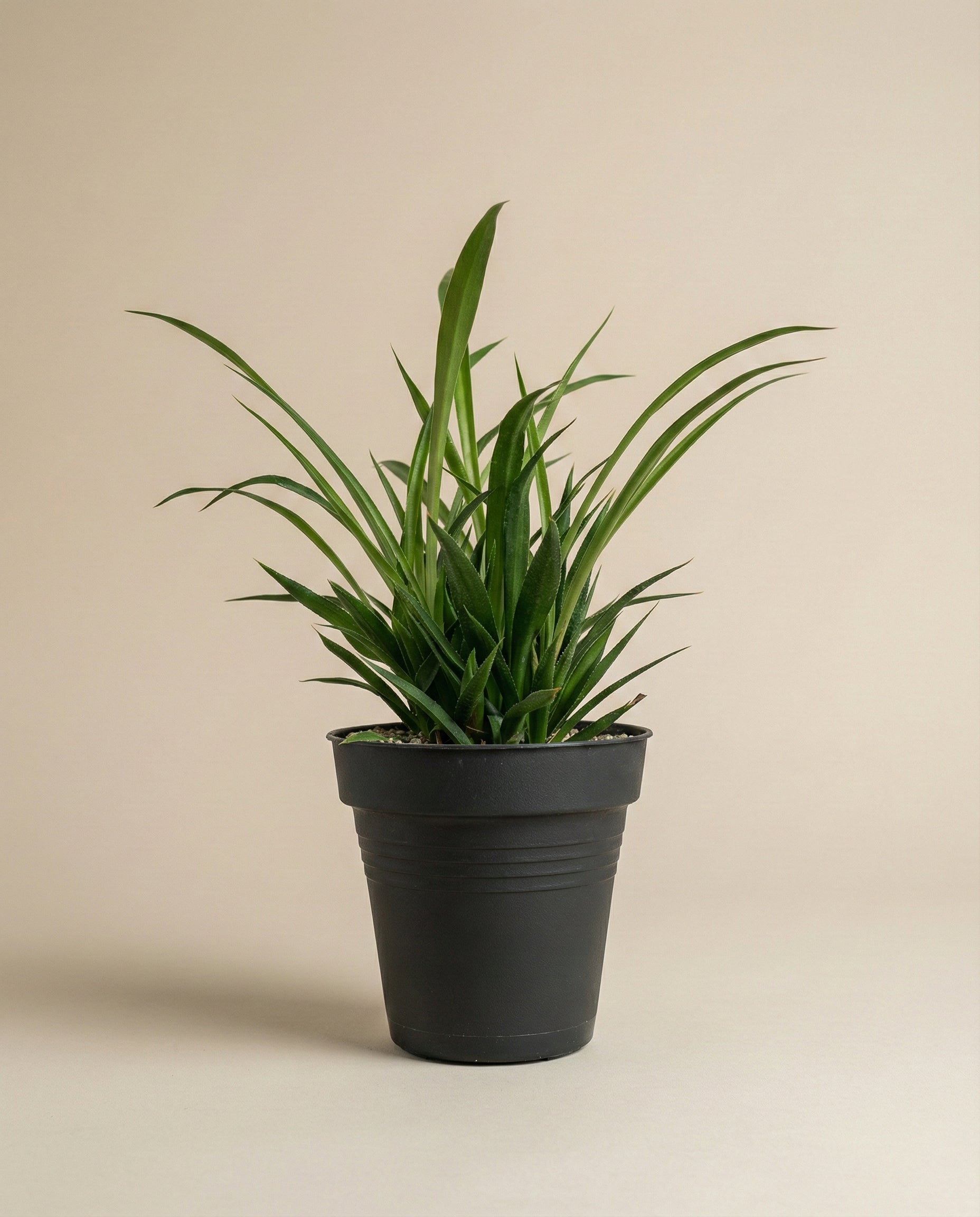 feey-gr-ne-gr-nlilie-chlorophytum-comosum-green-hydro image 3