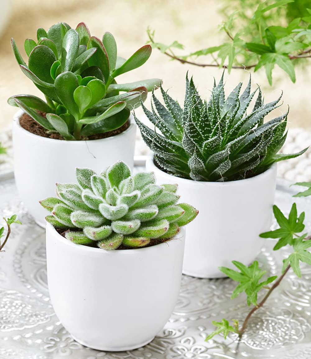 baldur-garten-3er-sukkulenten-mix-im-6-cm-topf image 2