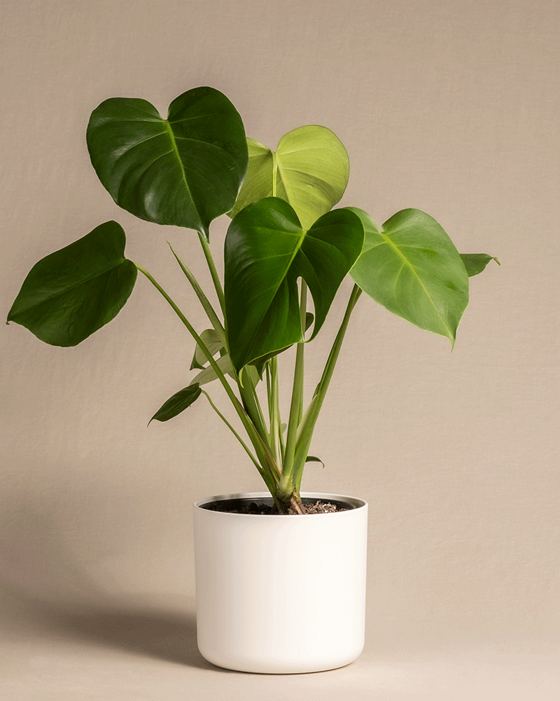 feey-monstera-fensterblatt-zimmerpflanze image 8