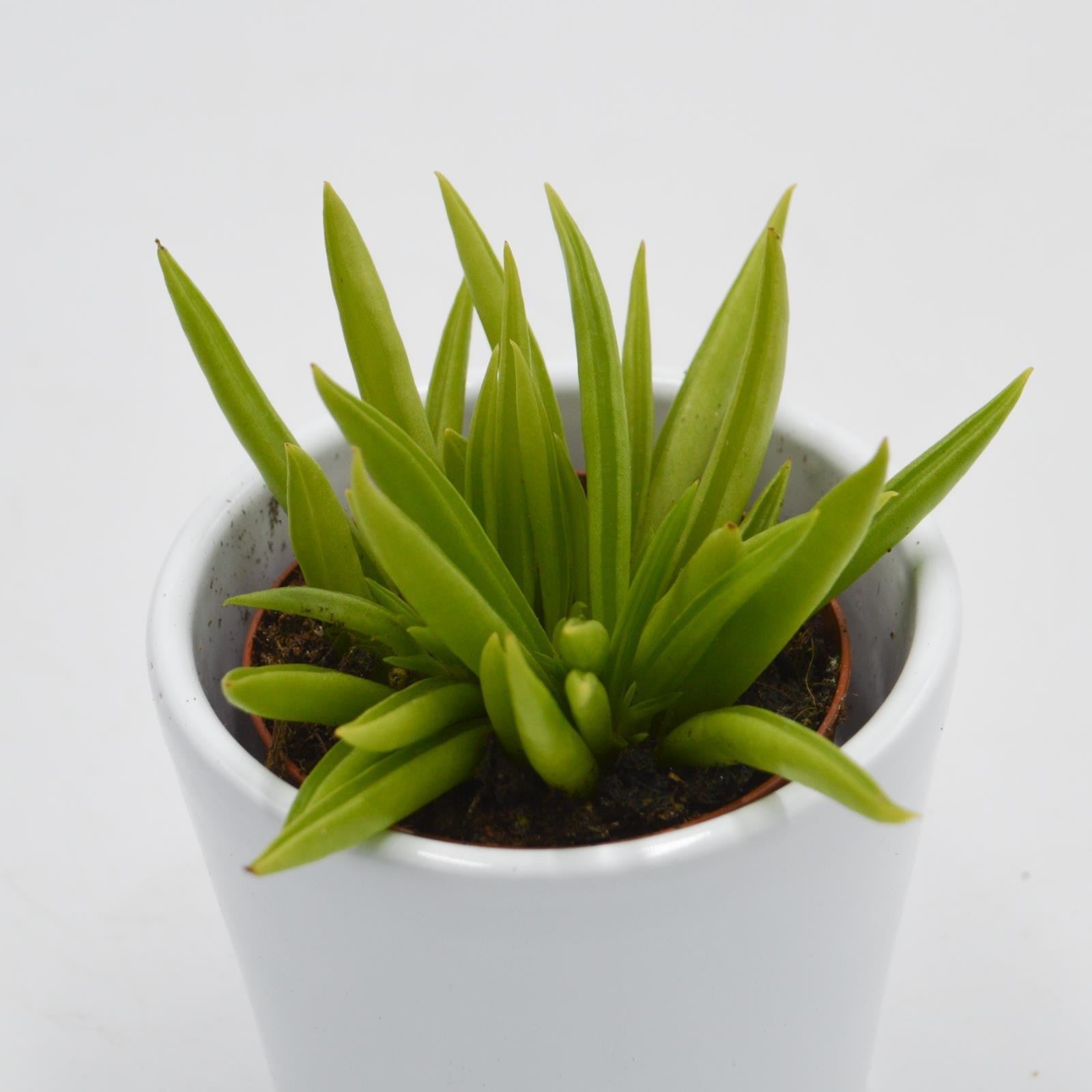 pasiora-peperomia-ferreyrae-sukkulente-5-5cm-topf image 2