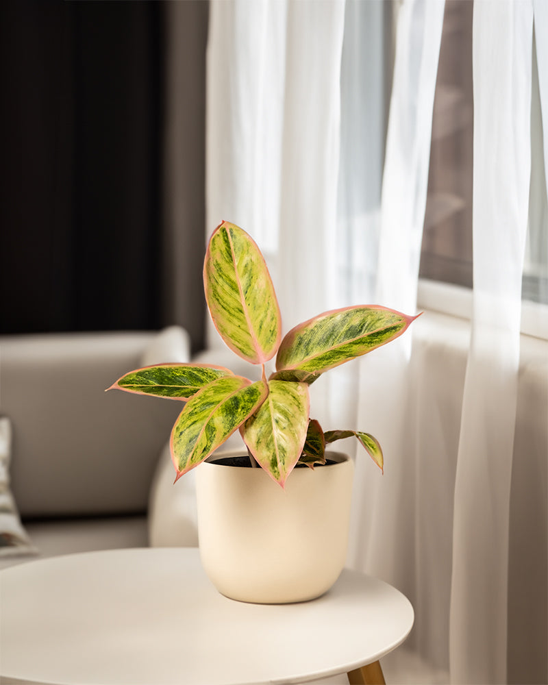 feey-aglaonema-salmon-fantasy-zimmerpflanze-kleine-pflanze-mit-farbigen-bl-ttern image 4