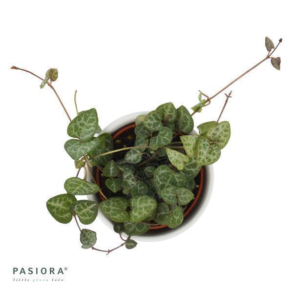 pasiora-ceropegia-woodii-string-of-hearts-im-6cm-topf image 2