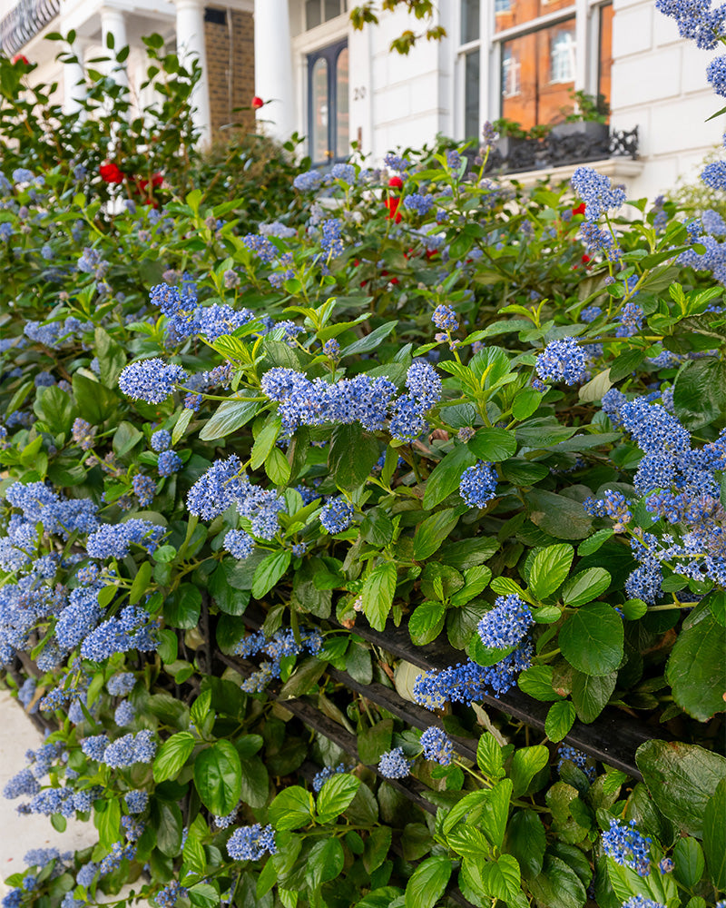feey-blaue-s-ckelblume-ceanothus-victoria-immergr-n image 6