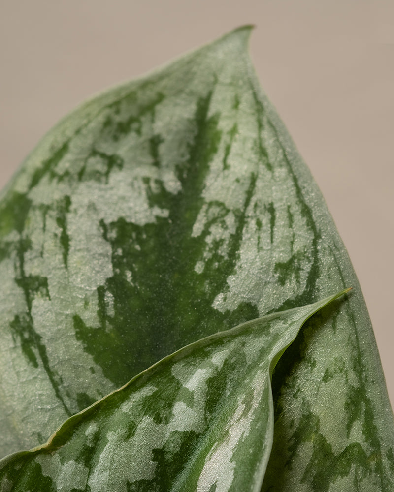 feey-silbrige-efeutute-scindapsus-pictus-trebie-h-ngepflanze-klein image 2