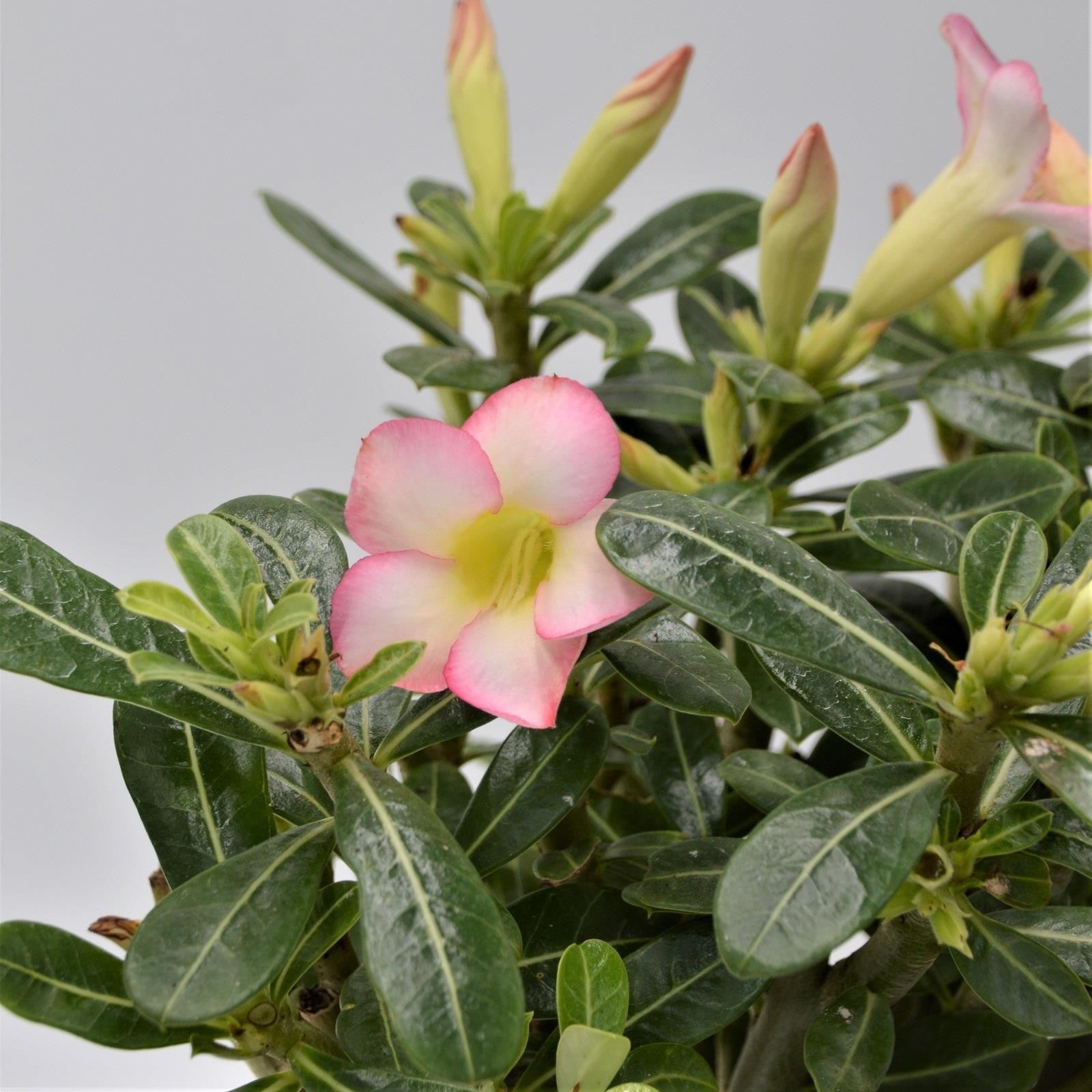 pasiora-adenium-obesum-pink-star-w-stenrose-14cm-topf image 2