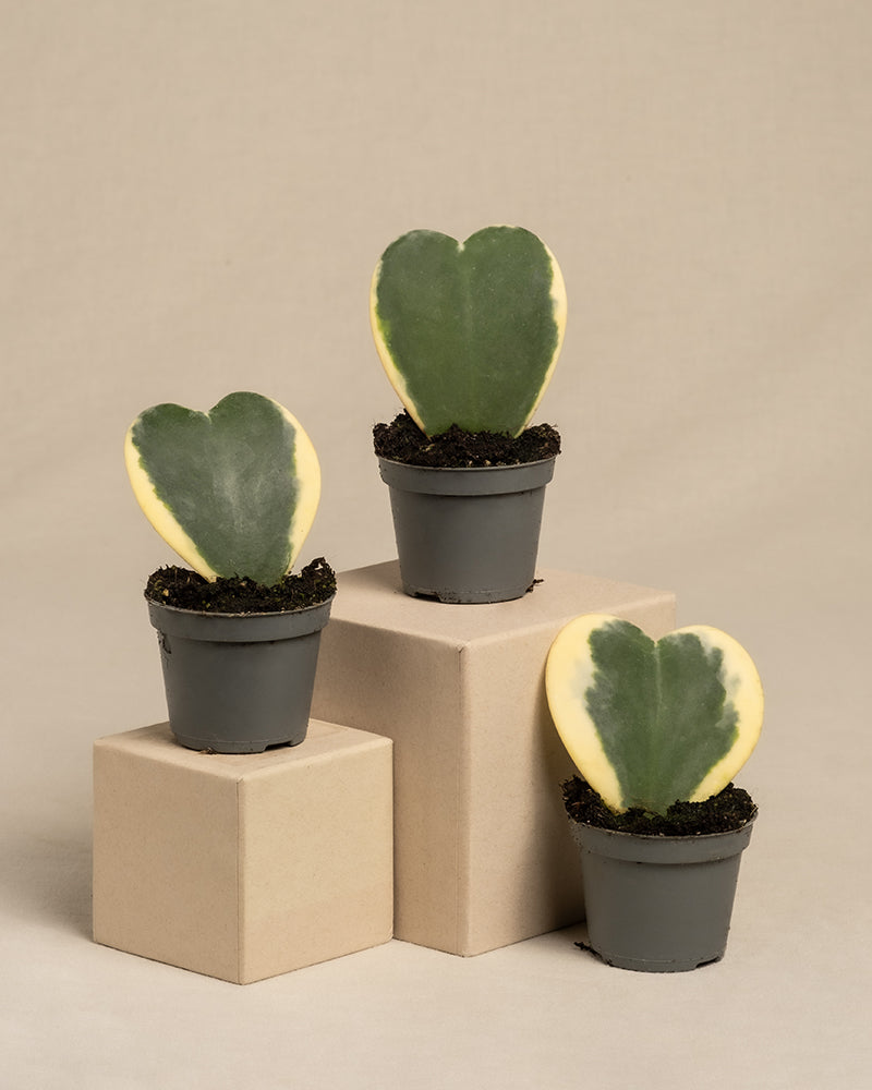 feey-herzblatt-trio-panaschiert-hoya-kerrii-variegata-3-babypflanzen image 3