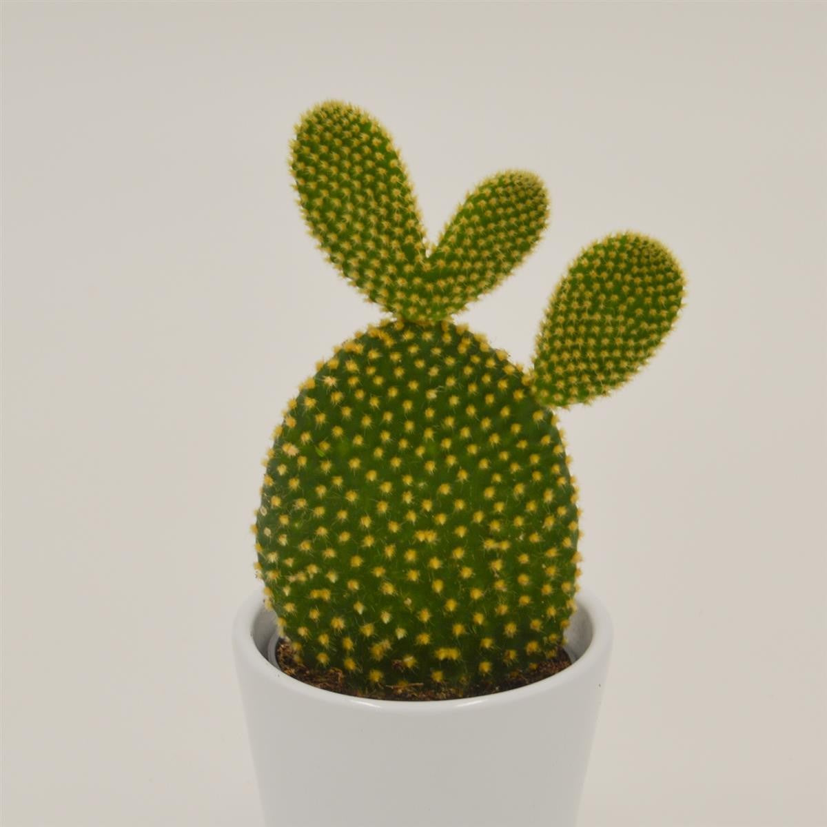 pasiora-opuntia-microdasys-yellow-mini-kaktus-6cm-topf image 1