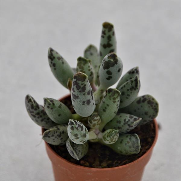 pasiora-adromischus-trigynus-filicaulis-mini-sukkulente-5-5cm-topf image 1
