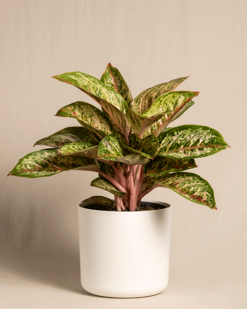 feey-aglaonema-painted-celebration-kolbenfaden-zimmerpflanze image 7