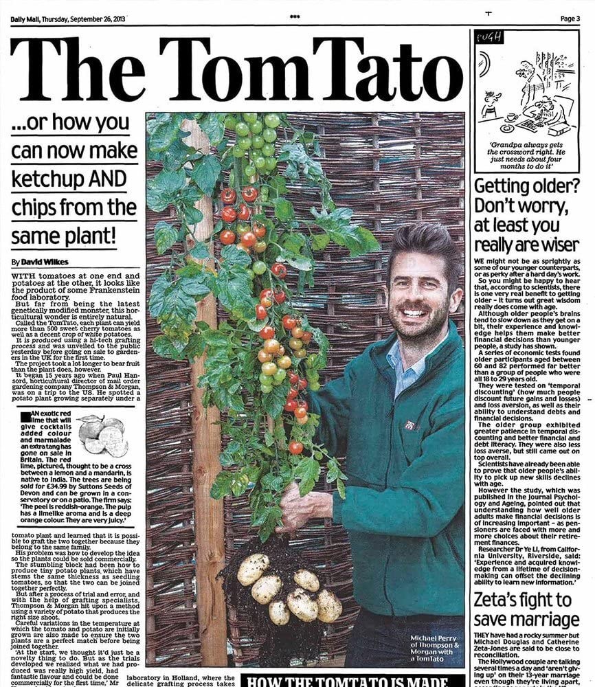 baldur-garten-tomtato-tomoffel-tomaten-kartoffel-pflanze-10-5-cm-topf image 3