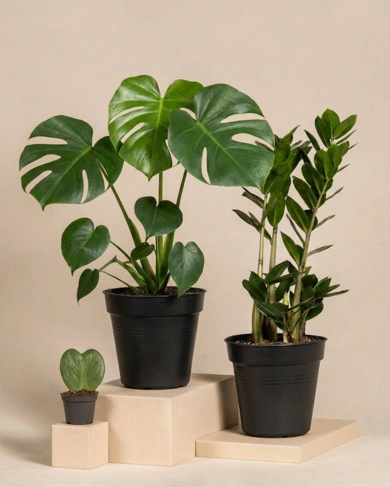 feey-trio-infernale-pflanzenset-monstera-deliciosa-gl-cksfeder-herzblatt image 3