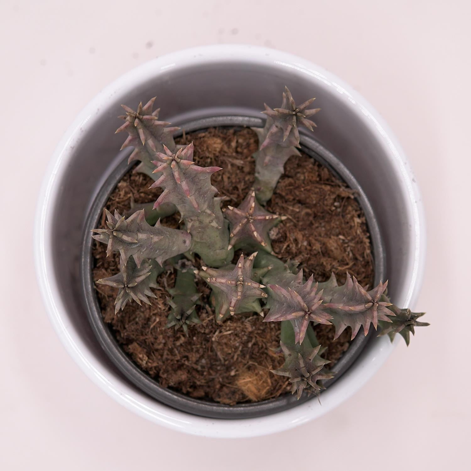 pasiora-huernia-confusa-aasblume-sukkulente-8-cm-topf image 8