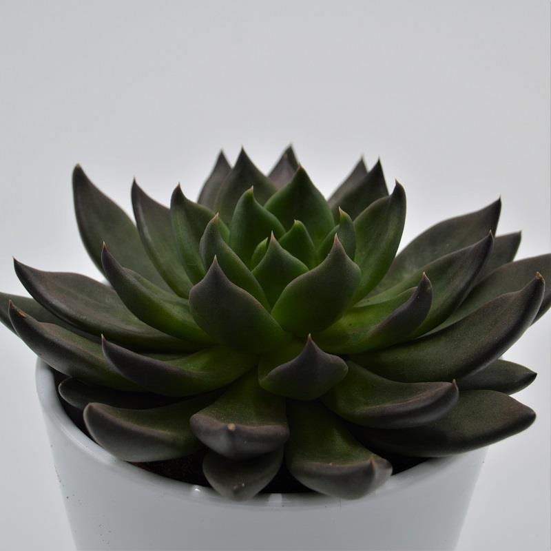 pasiora-echeveria-black-knight-echeverie-10-5cm-topf image 1