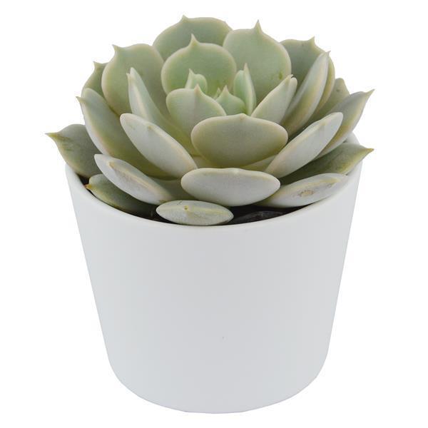 pasiora-echeveria-lola-hybrid-sukkulente-5-5cm image 3