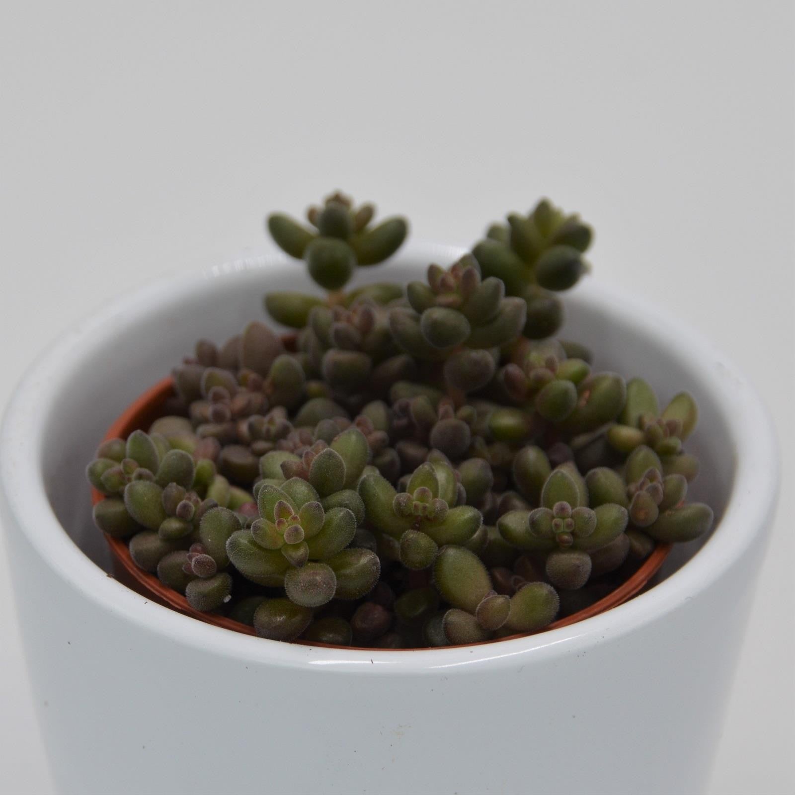 pasiora-sedum-stahlii-sukkulente-5-5cm image 1