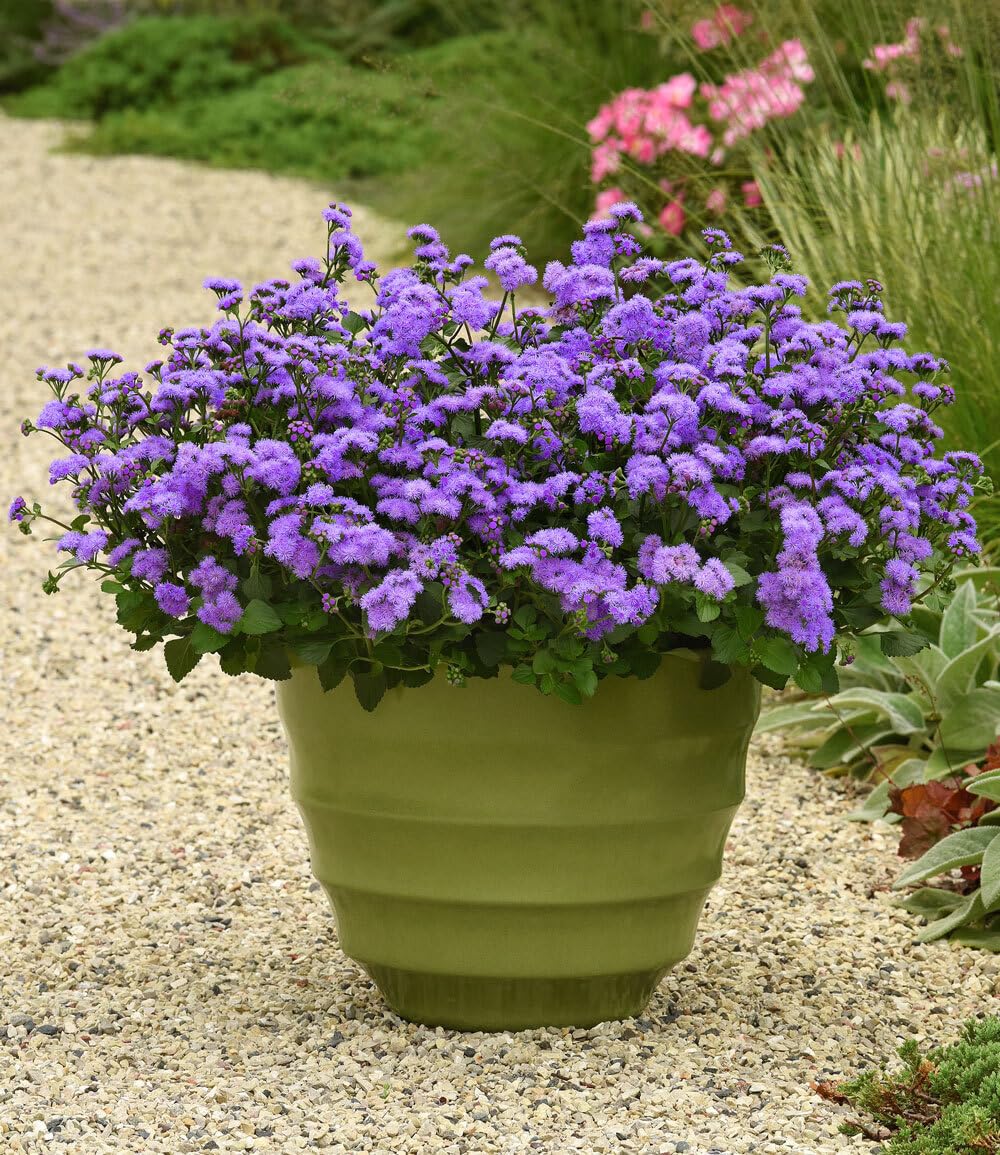 baldur-garten-ageratum-monarch-magic-2x-sommerblume-im-10-5-cm-topf image 2