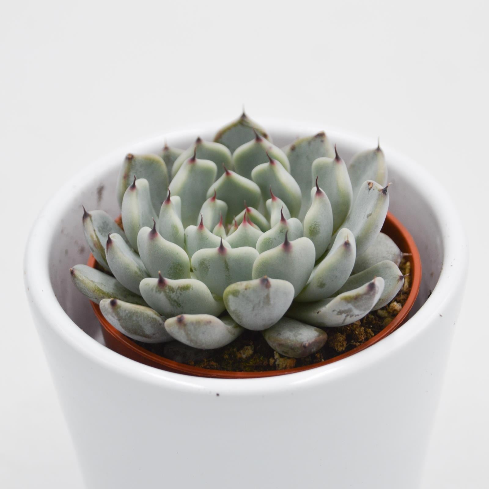 pasiora-echeveria-cuspidata-var-gemmula-sukkulente-5-5-cm image 1