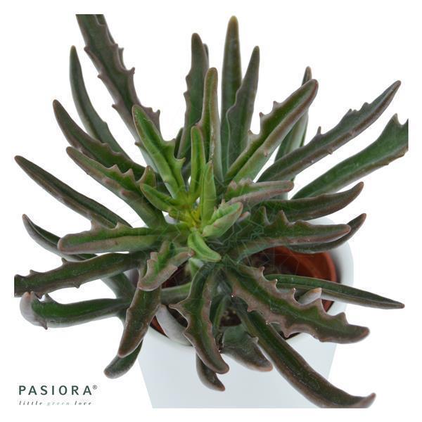 pasiora-konnichiwa-kalanchoe-3er-set-sukkulenten-6cm image 5