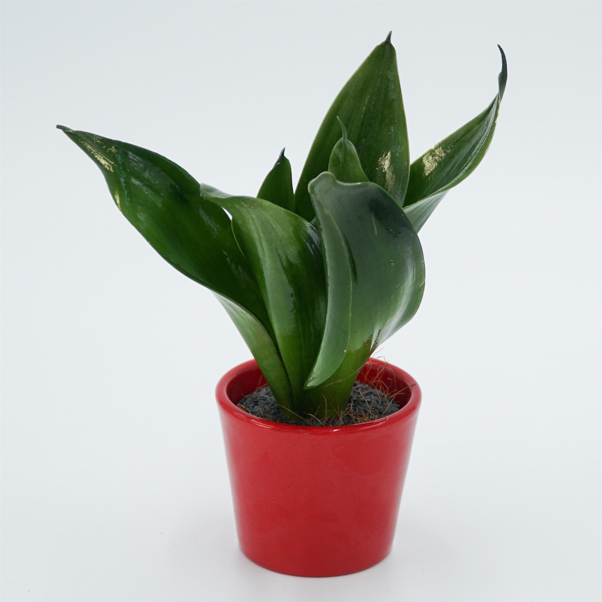 pasiora-sansevieria-trifasciata-black-jade-6cm image 8