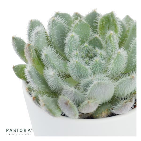 pasiora-echeveria-setosa-var-deminuta-sukkulente-5-5cm-topf image 2