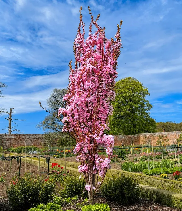 baldur-garten-s-ulen-zierkirsche-amanogawa-zierkirschen-baum-im-2-liter-topf-40- image 1