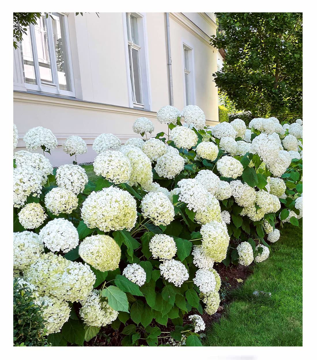 baldur-garten-schneeball-hortensie-annabelle-im-9x9-cm-topf image 2