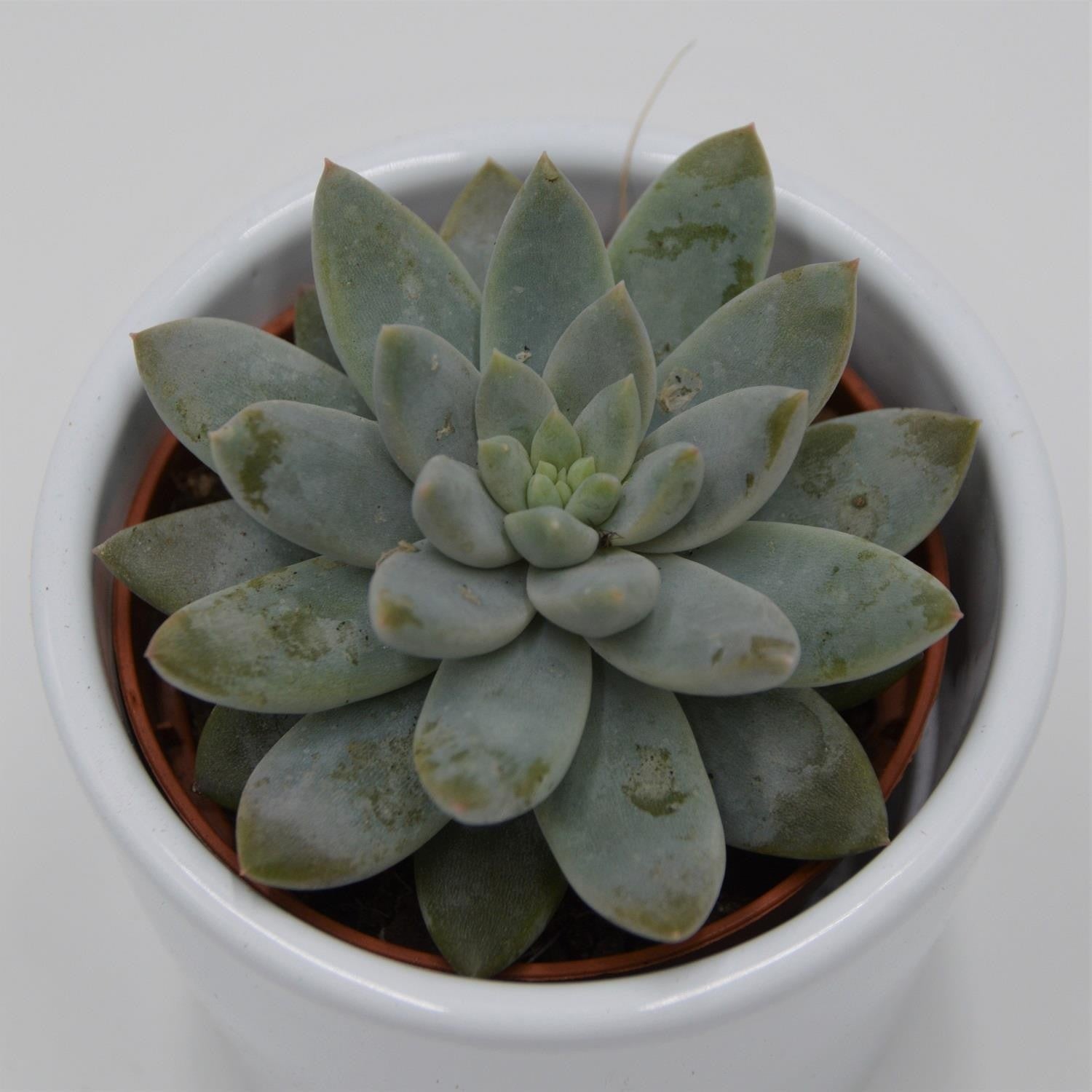 pasiora-echeveria-estrela-sukkulente-6cm-topf image 1
