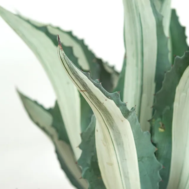 pasiora-agave-americana-mediopicta-alba-30cm image 1