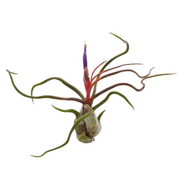 pasiora-tillandsia-bulbosa-regenwaldtillandsie image 1