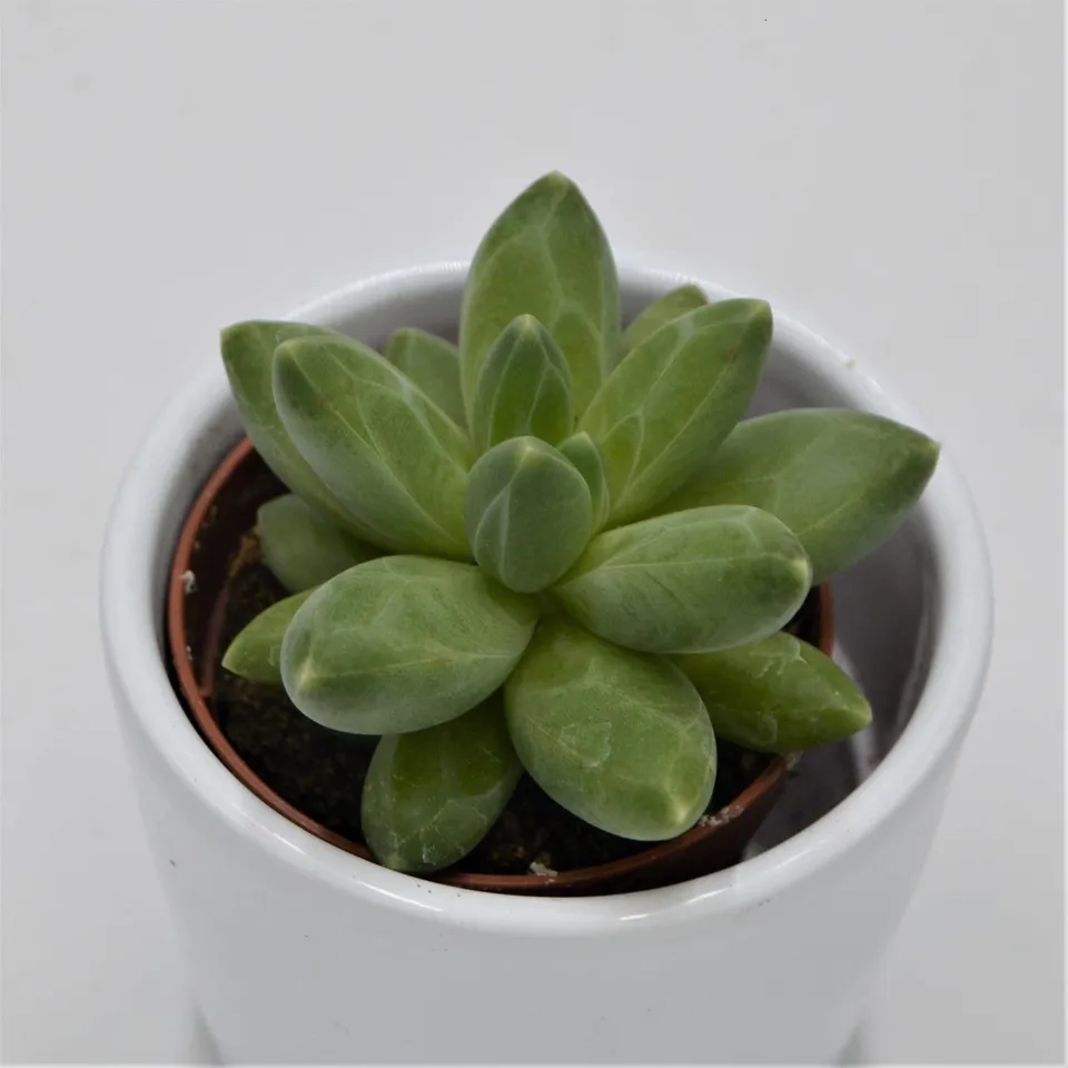 pasiora-pachyphytum-compactum-little-jewel-sukkulente-5-5cm image 1
