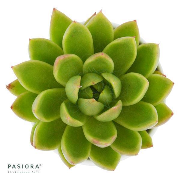 pasiora-enchant-echeveria-set-5-st-ck image 2