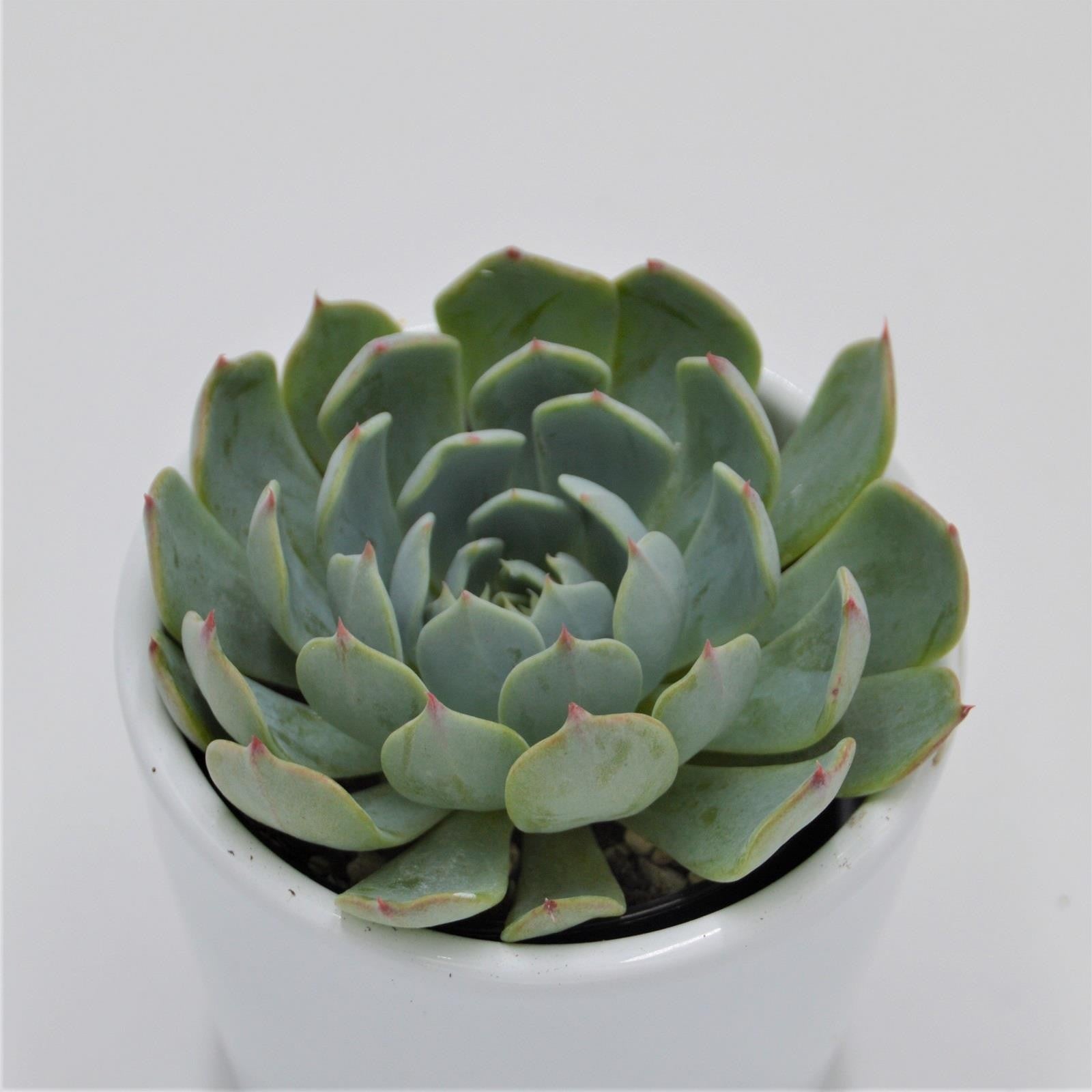 pasiora-echeveria-secunda-tarajal-sukkulente-6cm-topf image 1