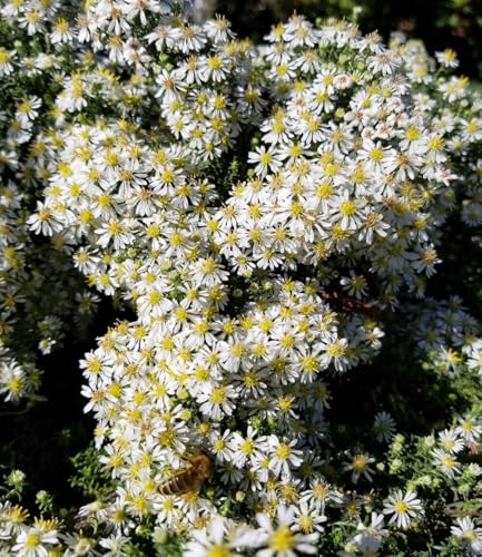 baldur-garten-winterharter-bodendecker-steinaster-snowflurry-im-9x9-cm-topf image 8