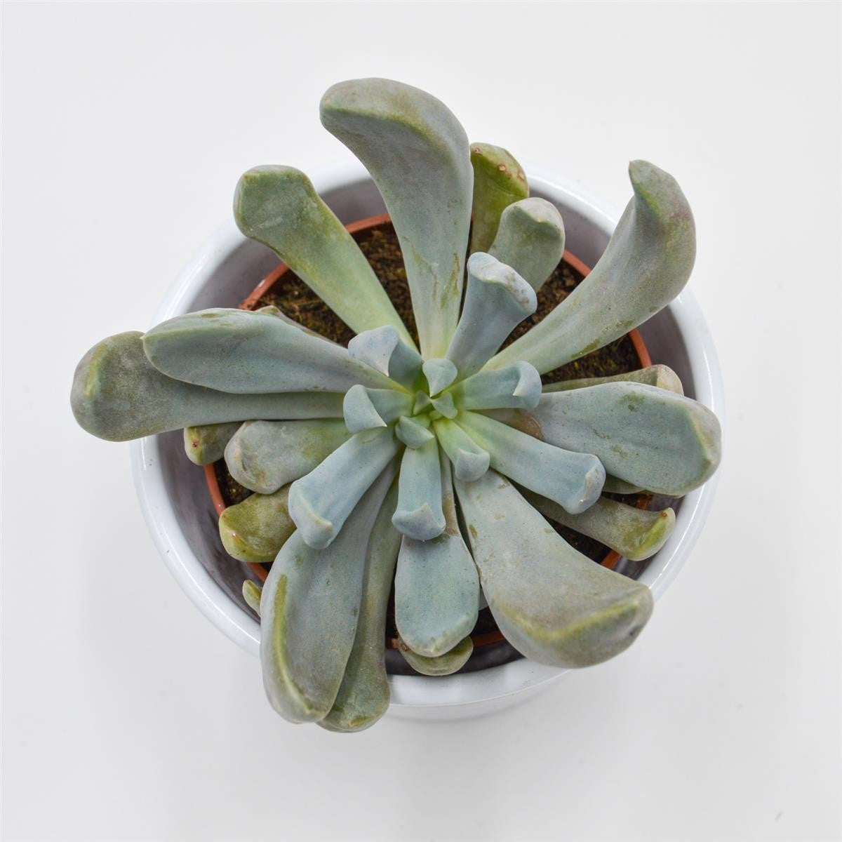 pasiora-x-graptoveria-lilac-spoons-sukkulente-8-5cm image 3