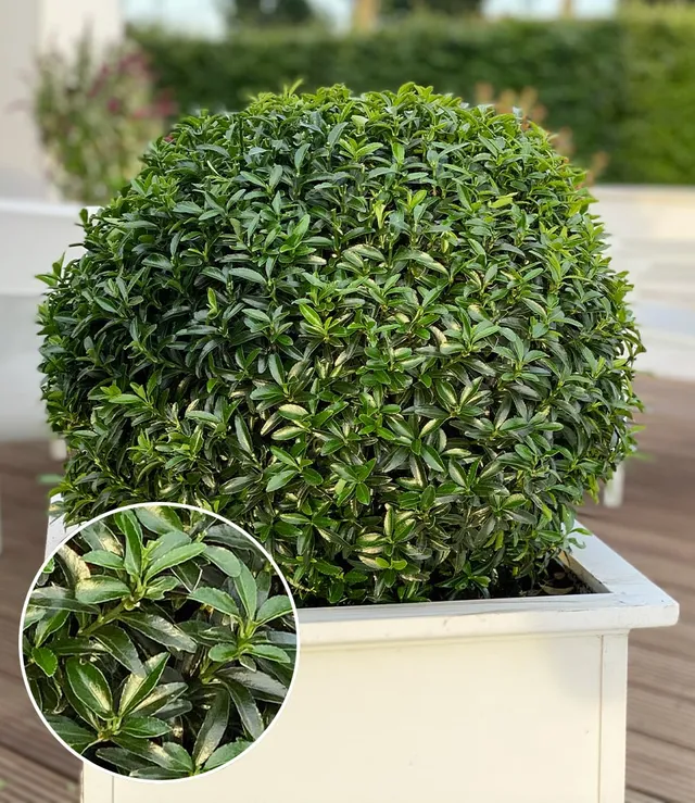 baldur-garten-euonymus-green-empire-pflanze-im-9x9cm-topf image 1