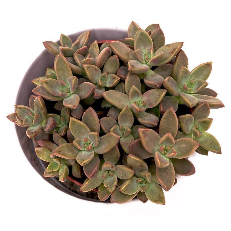 pasiora-sedum-bordeauxhart-sukkulente-8-5cm-topf image 5
