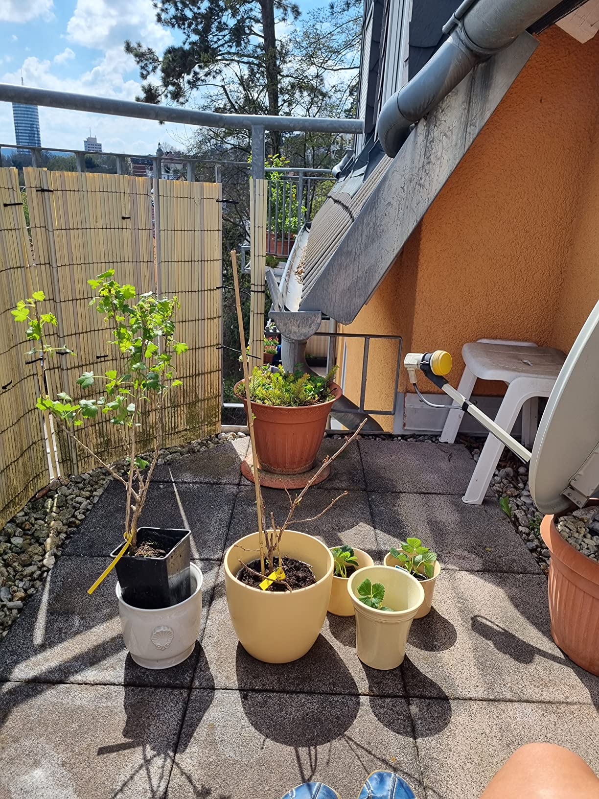 Gesund und wüchsig