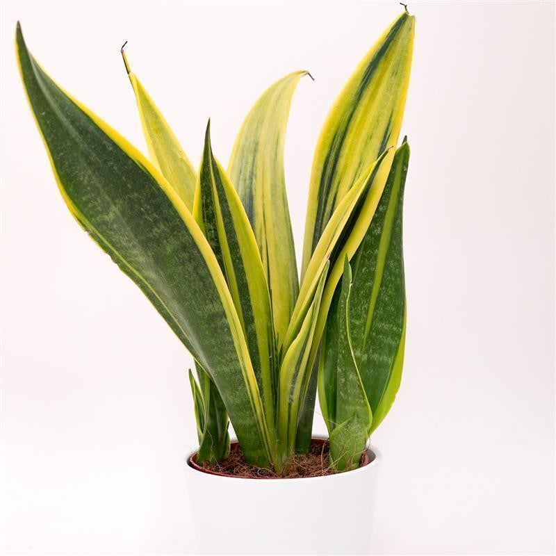 pasiora-sansevieria-golden-flame-bogenhanf-12cm-topf image 1