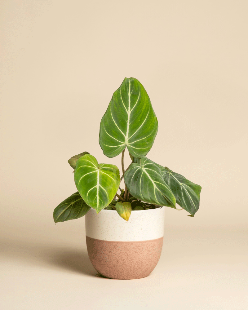 feey-philodendron-gloriosum-zimmerpflanze image 5